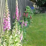 Foxgloves, Lupins in Orchard